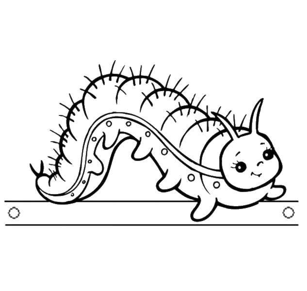 Coloring Hairy caterpillar. Category caterpillar. Tags:  Insects, caterpillar.
