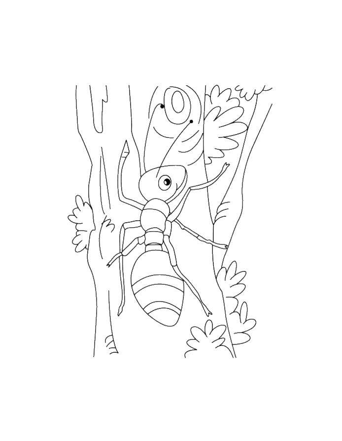 Название: Раскраска Муравей бежит по дереву. Категория: муравей. Теги: Муравей.