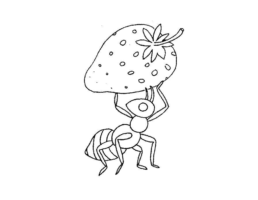 Название: Раскраска Муравей с клубникой. Категория: раскраски. Теги: Насекомые, муравей.