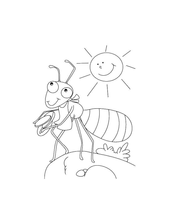 Название: Раскраска Муравей. Категория: муравей. Теги: Муравей.