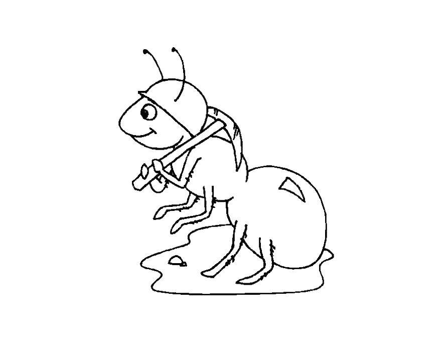 Coloring Ant. Category ant. Tags:  Insects, ant.