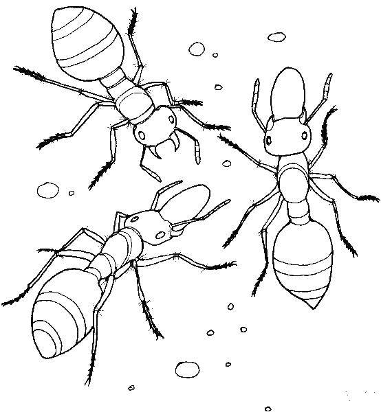 Название: Раскраска Муравьишки. Категория: раскраски. Теги: Насекомые, муравей.
