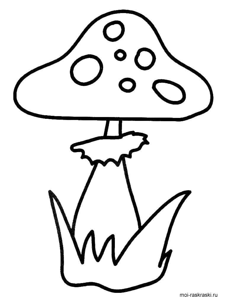 Coloring Mushroom. Category mushrooms. Tags:  fungus.