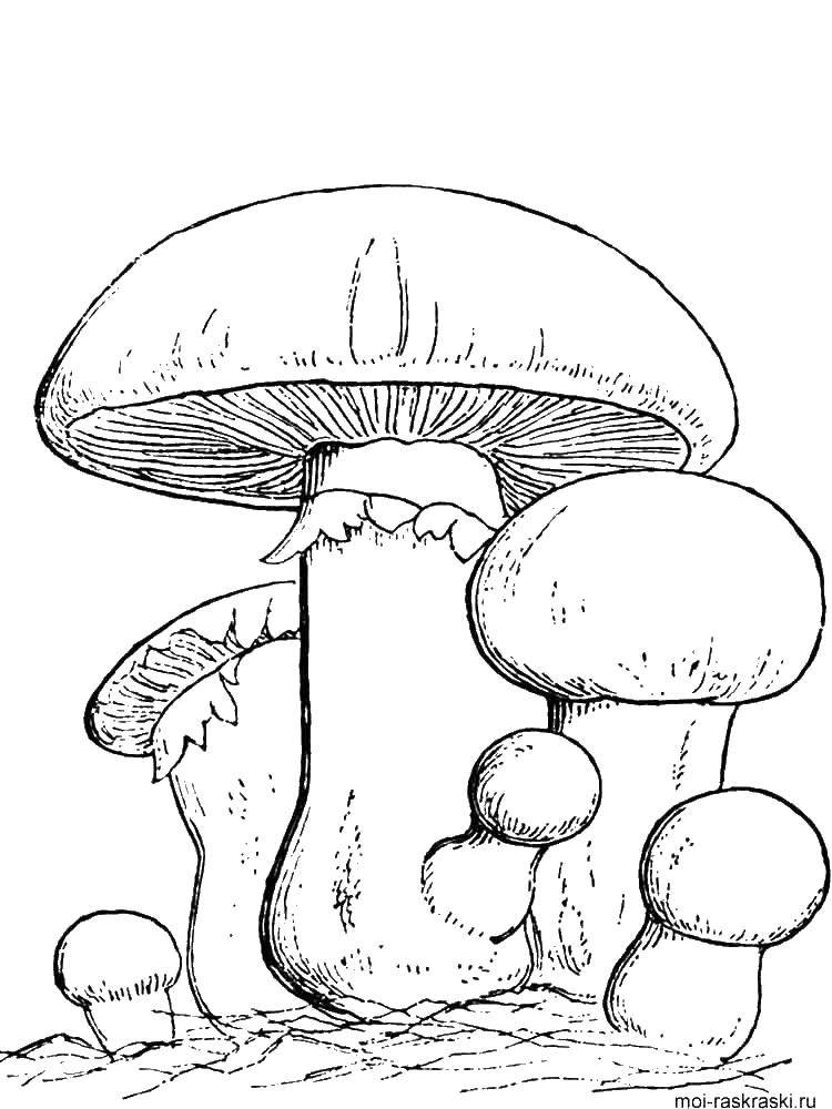 Coloring Mushrooms. Category mushrooms. Tags:  mushrooms.