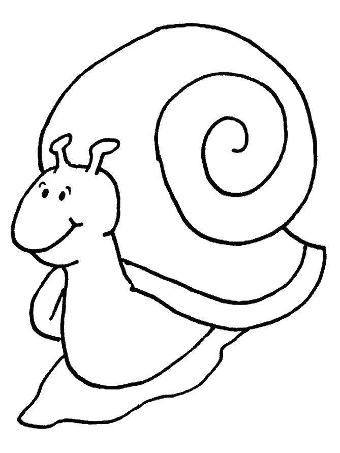 Coloring Pretty snail. Category snail. Tags:  Snail.
