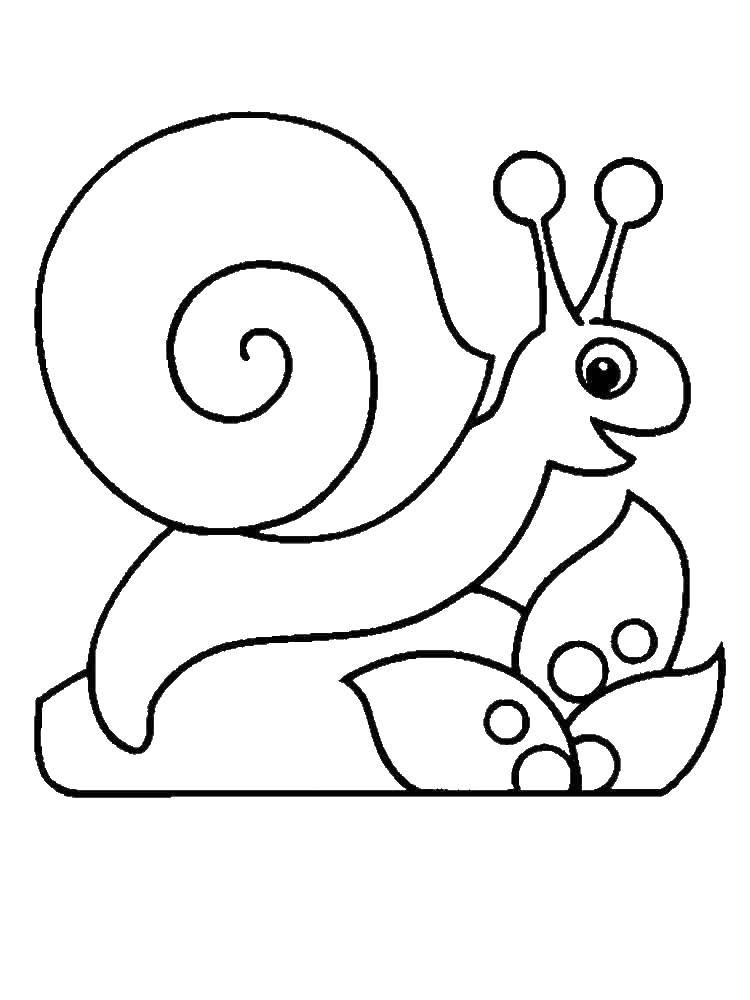 Coloring Beautiful snail. Category snail. Tags:  Snail.