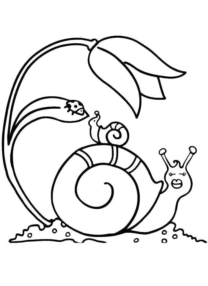 Coloring Mother snail with baby. Category snail. Tags:  Snail.