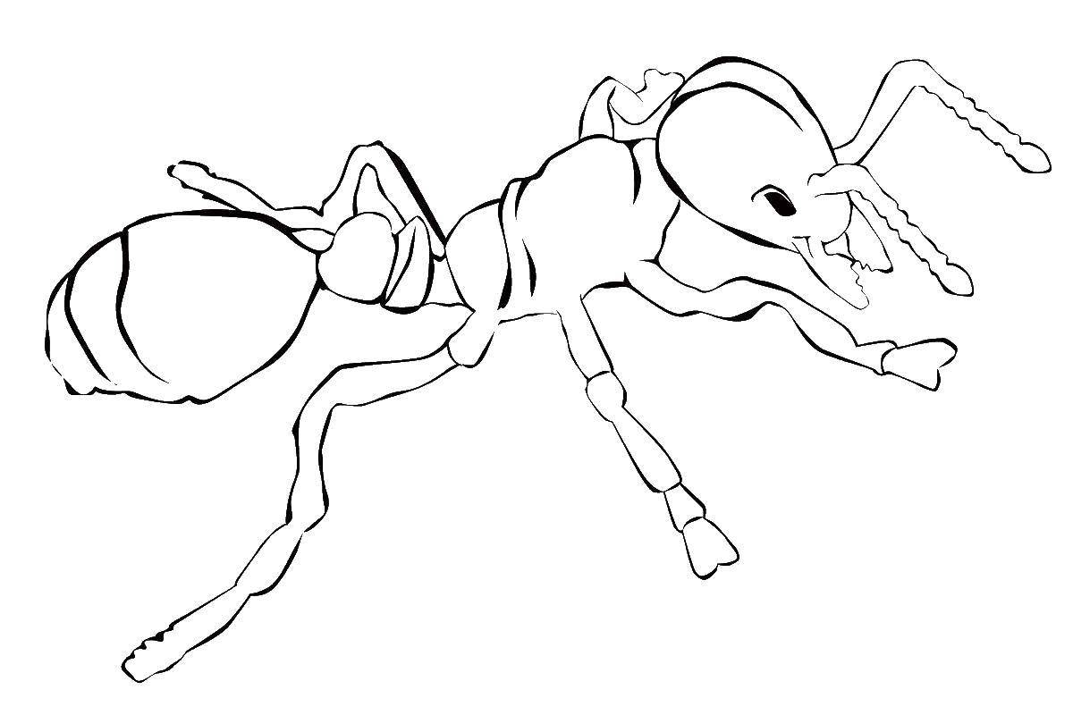 Название: Раскраска Муравей. Категория: раскраски. Теги: Насекомые, муравей.