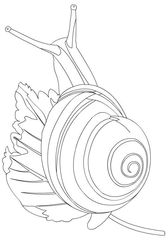 Coloring Snail on the leaf. Category Snails. Tags:  Snail.