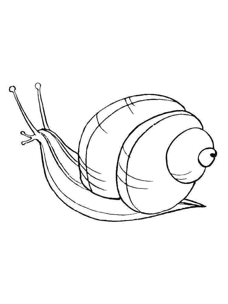 Coloring Snail in a beautiful shell. Category snail. Tags:  Snail.