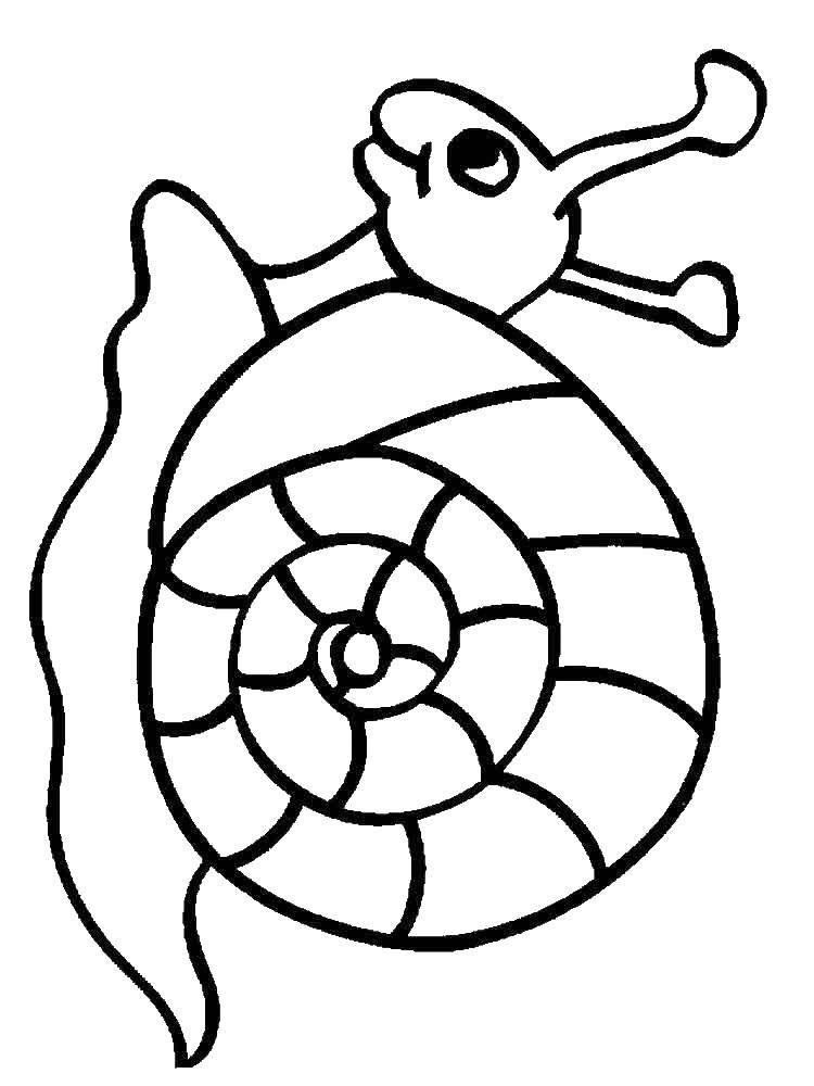 Coloring Snail. Category snail. Tags:  snail.