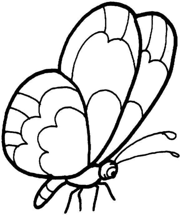Название: Раскраска Бабочка с большими крылышками. Категория: бабочка. Теги: Бабочка.