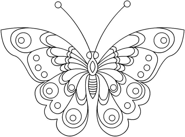 Название: Раскраска Бабочка с красивыми крылышками. Категория: бабочка. Теги: Бабочка, крыло.