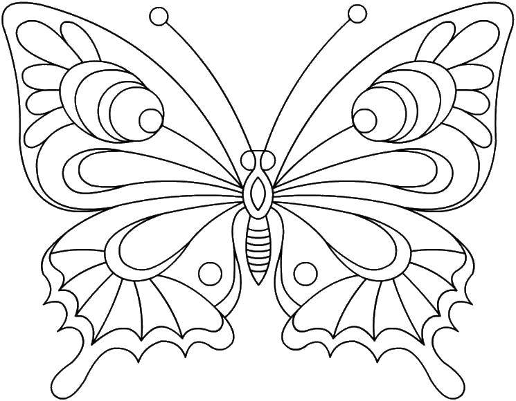 Название: Раскраска Бабочка с красивыми крылышками. Категория: бабочка. Теги: Бабочка.
