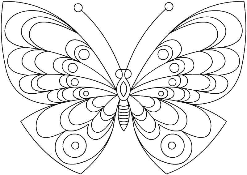 Coloring Butterfly. Category butterfly. Tags:  butterfly.