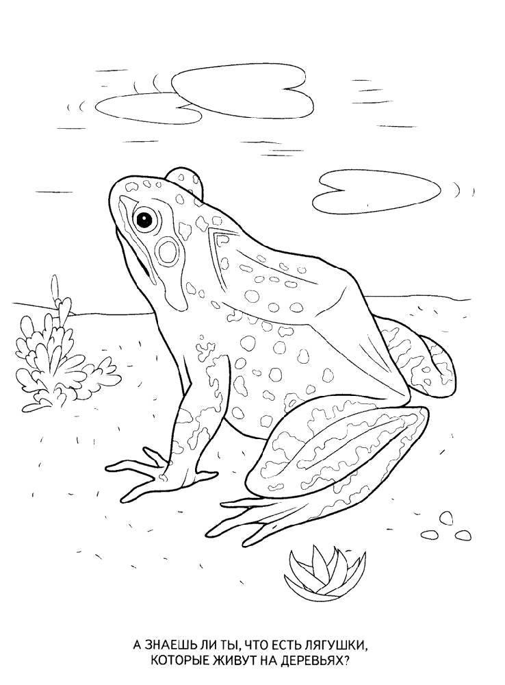 Coloring Wood lagasca. Category the frog. Tags:  Reptile, frog.