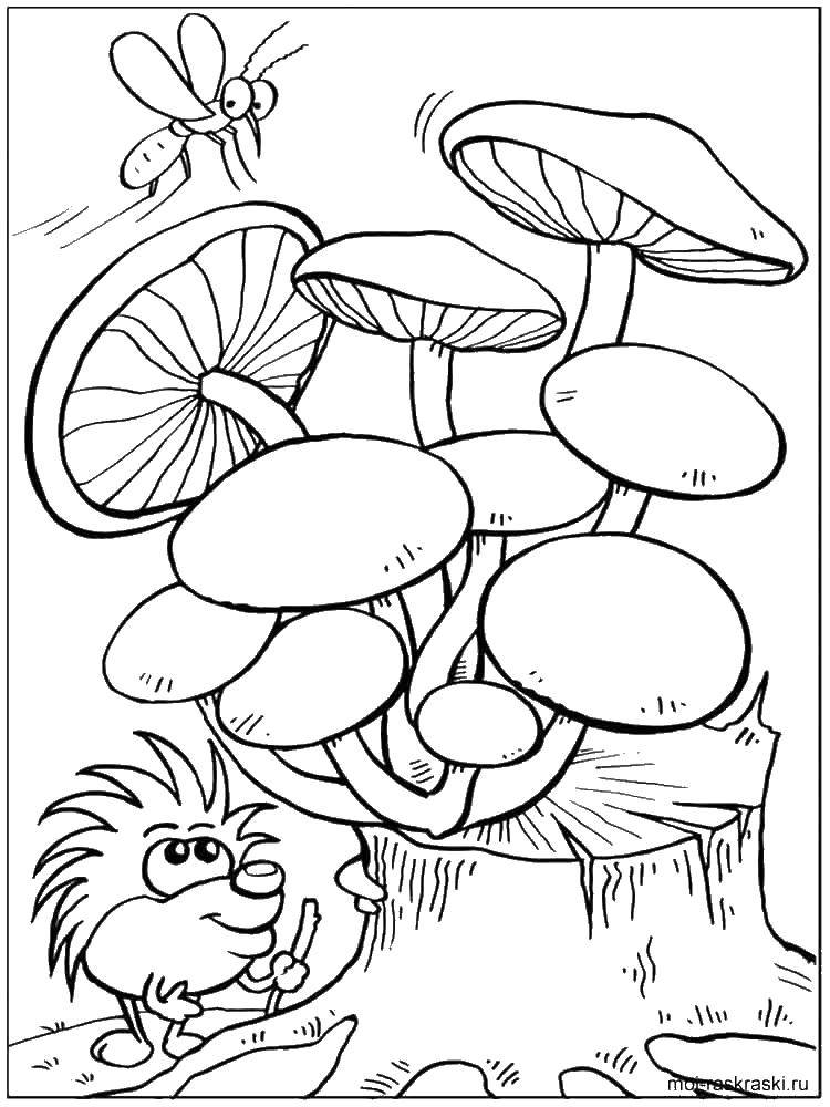 Название: Раскраска Грибы на пенmrf[. Категория: грибы. Теги: грибы.