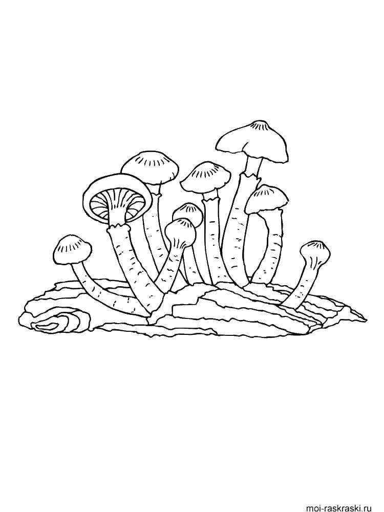 Coloring Mushrooms. Category mushrooms. Tags:  mushrooms.