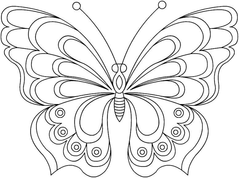 Coloring Beautiful butterfly. Category butterfly. Tags:  Butterfly.