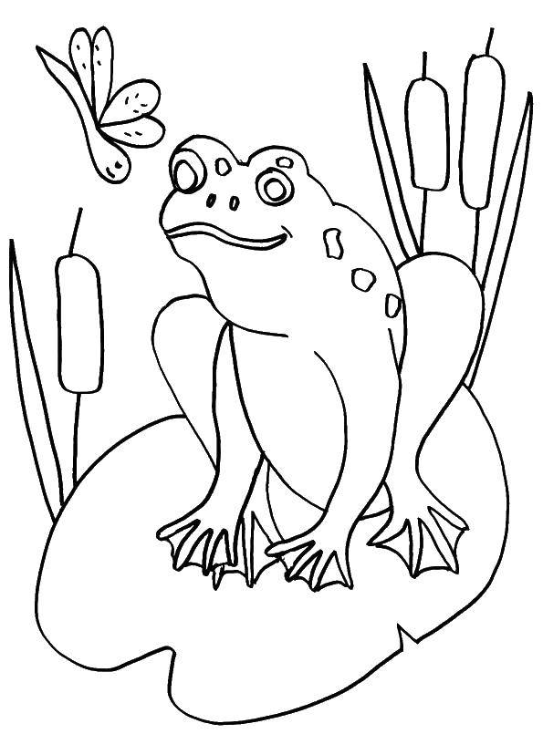 Название: Раскраска Лягушка на кувшинке. Категория: лягушка. Теги: Рептилия, лягушка.