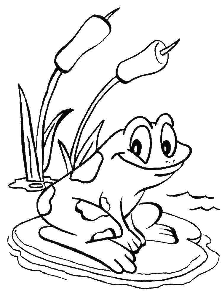 Coloring Frog on a Lily pad. Category the frog. Tags:  Reptile, frog.