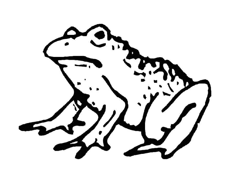 Coloring Frog. Category the frog. Tags:  the frog.