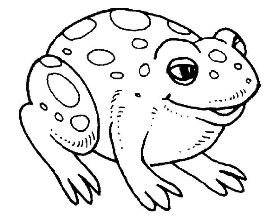 Coloring Frog. Category the frog. Tags:  The frog.