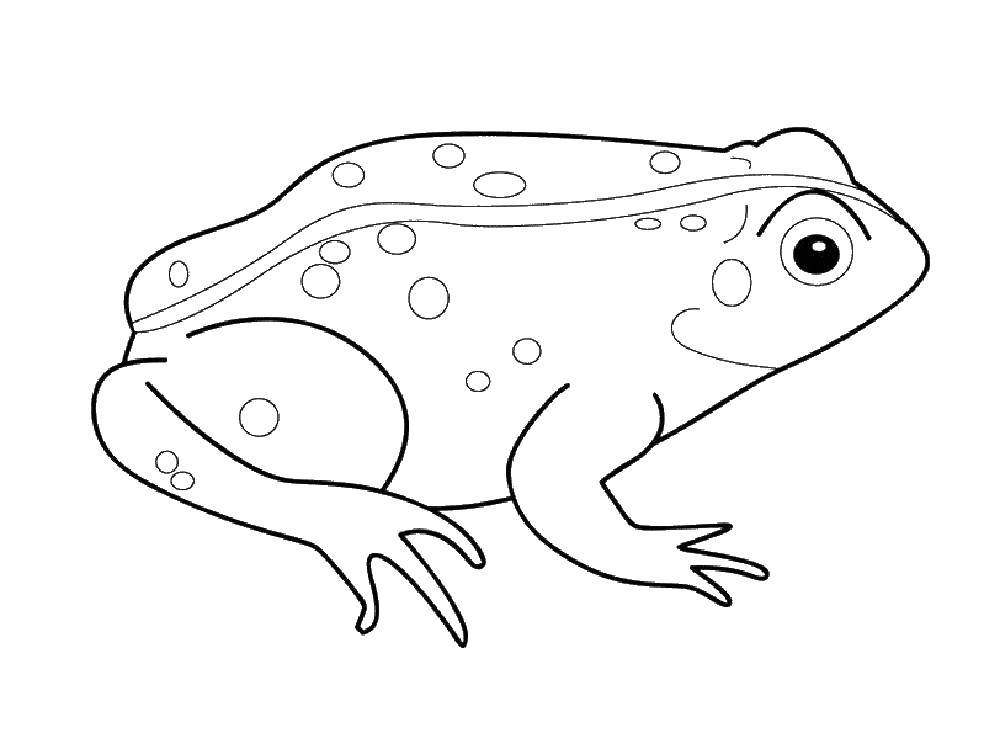 Coloring Frog. Category the frog. Tags:  The frog.
