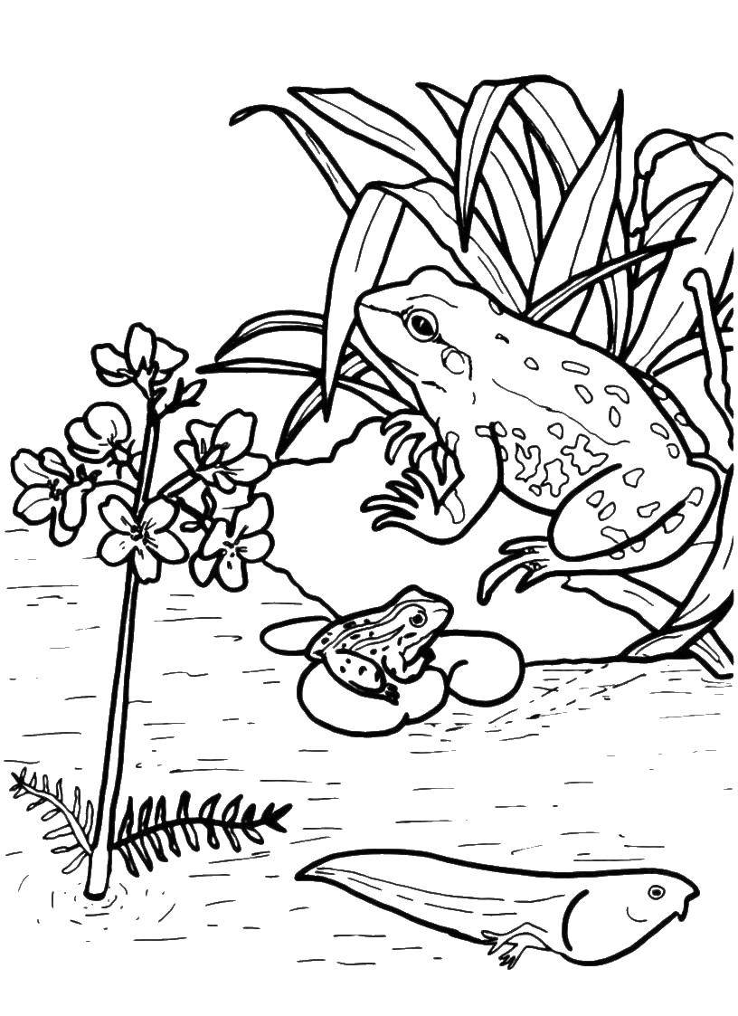 Coloring Frogs in a pond. Category the frog. Tags:  Frogs, pond.