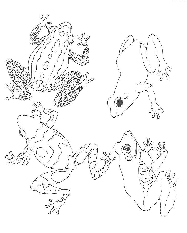 Coloring Different colors of frogs. Category the frog. Tags:  Reptile, frog.