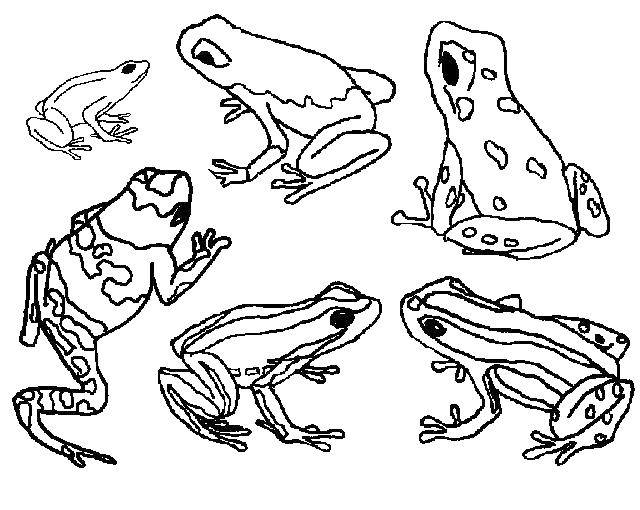 Coloring Different colors of frogs. Category the frog. Tags:  Reptile, frog.
