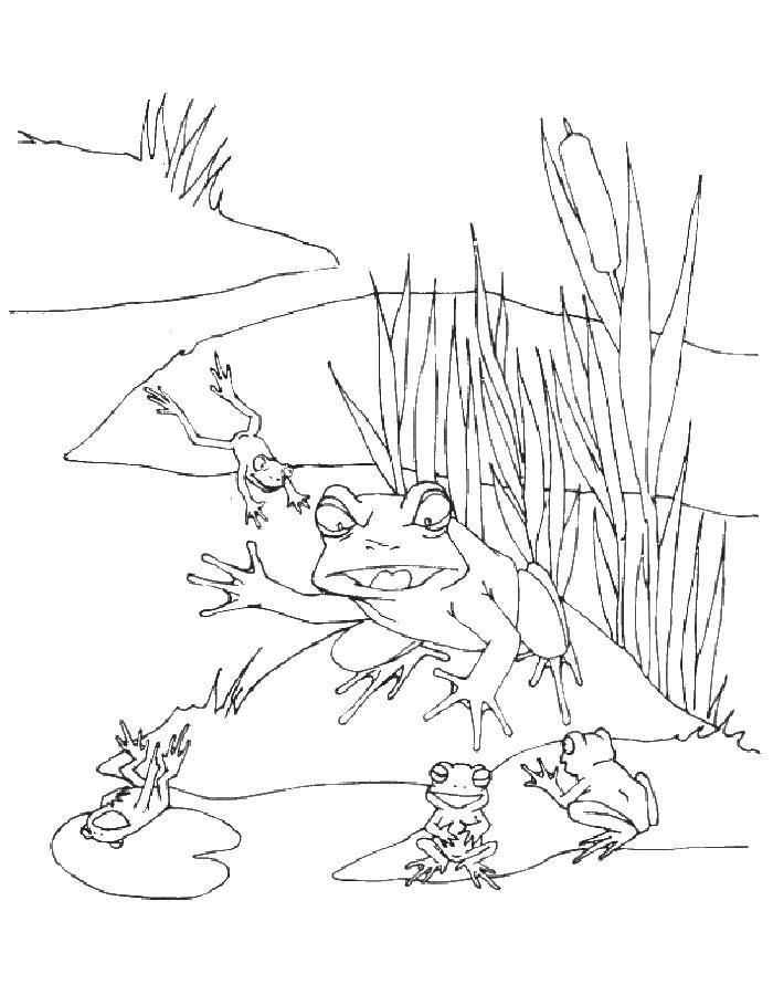 Опис: розмальовки  Жаби в ставку. Категорія: жаба. Теги:  Жаба, ставок.