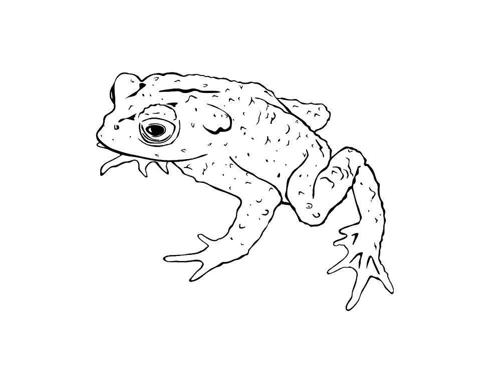 Название: Раскраска Бородавчатая жаба. Категория: лягушка. Теги: Рептилия, лягушка.