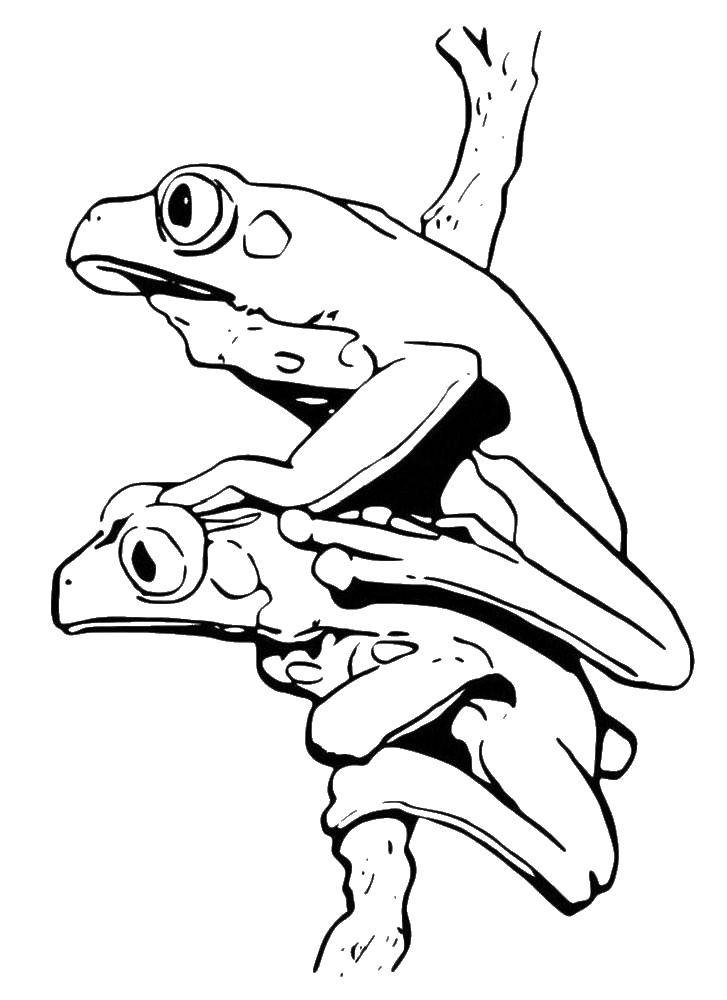Coloring Two frogs in a tree. Category the frog. Tags:  Reptile, frog.