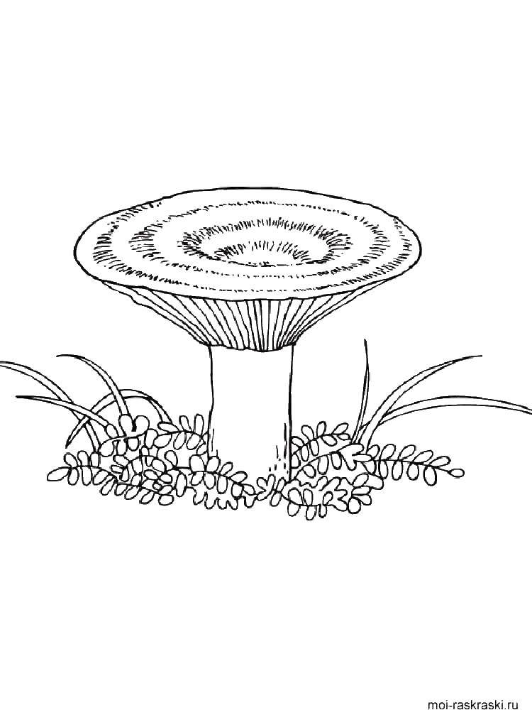 Название: Раскраска Гриб. Категория: грибы. Теги: грибы.
