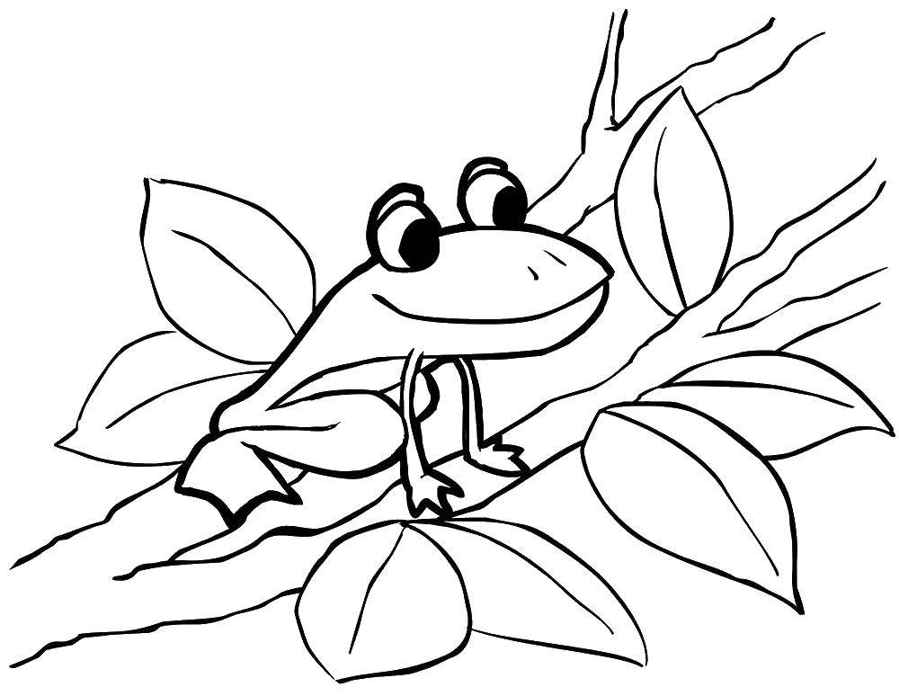 Название: Раскраска Лягушка сидит на дереве. Категория: лягушка. Теги: Лягушка. дерево.