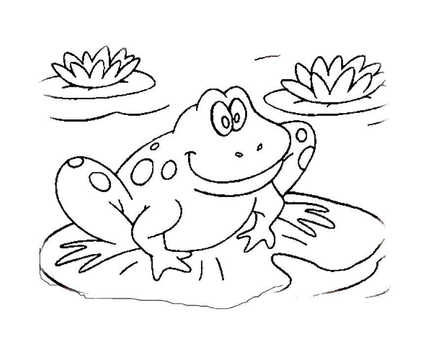 Coloring Frog in the pond. Category the frog. Tags:  The frog pond.