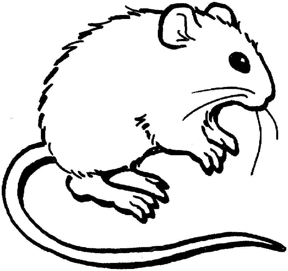 Название: Раскраска Маленький мышонок. Категория: мышка. Теги: Мышка, животные.