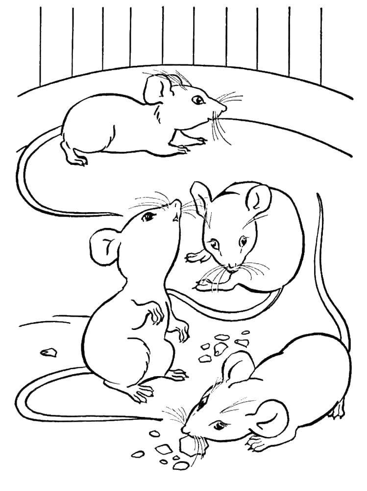 Название: Раскраска Мыши в клетке. Категория: мышка. Теги: мышка.