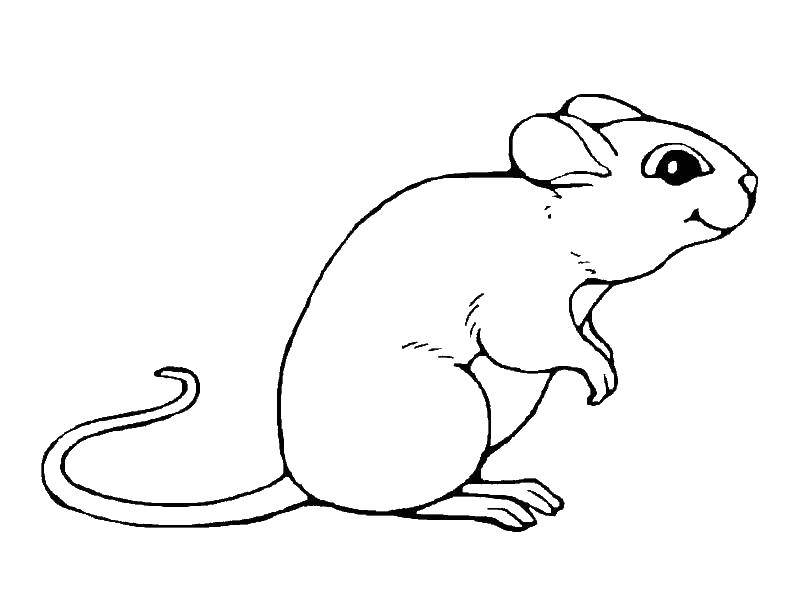 Раскраска Кот и мышка для малышей