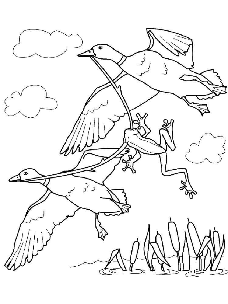 Coloring Birds carry the frog. Category the frog. Tags:  Reptile, frog.