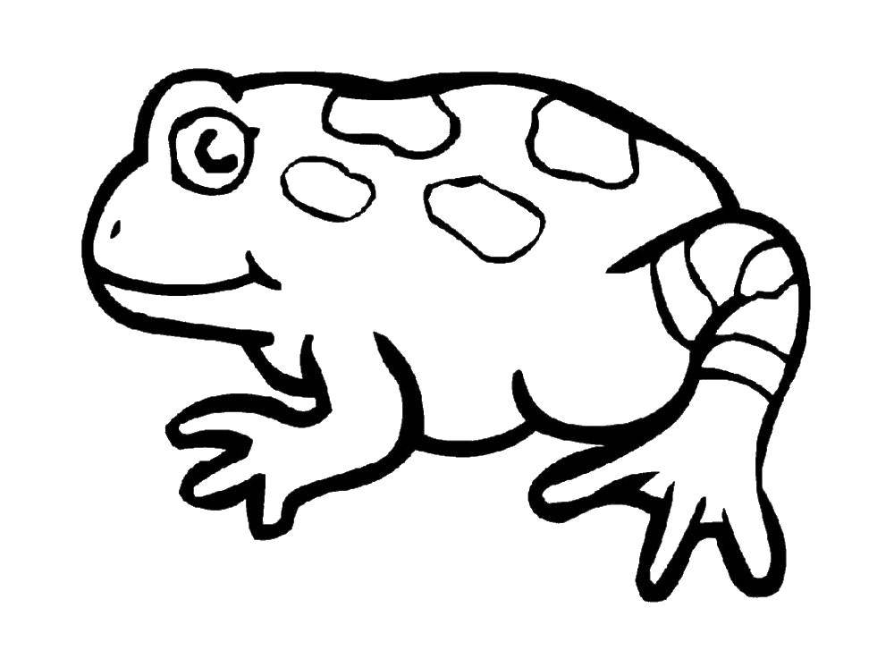 Название: Раскраска Жаба. Категория: лягушка. Теги: Рептилия, лягушка.