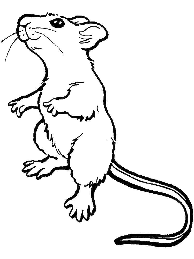 Розмальовки  Цікава мишка. Завантажити розмальовку Мишка, тварини.  Роздрукувати ,мишка,