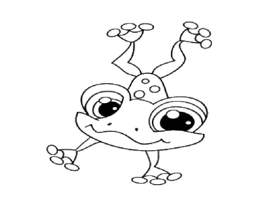 Coloring Acrobat frog. Category the frog. Tags:  Reptile, frog.