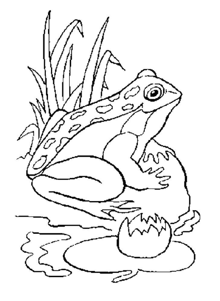 Coloring Frog on the stone. Category the frog. Tags:  Reptile, frog.
