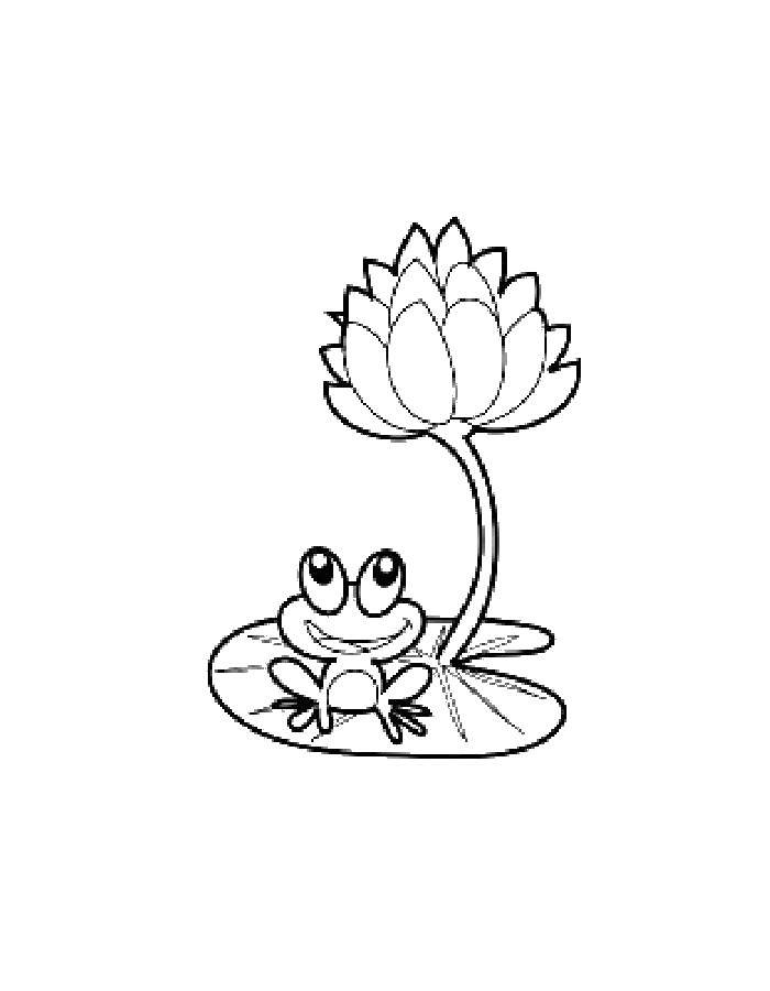 Coloring Frog on a Lily pad. Category the frog. Tags:  Reptile, frog.