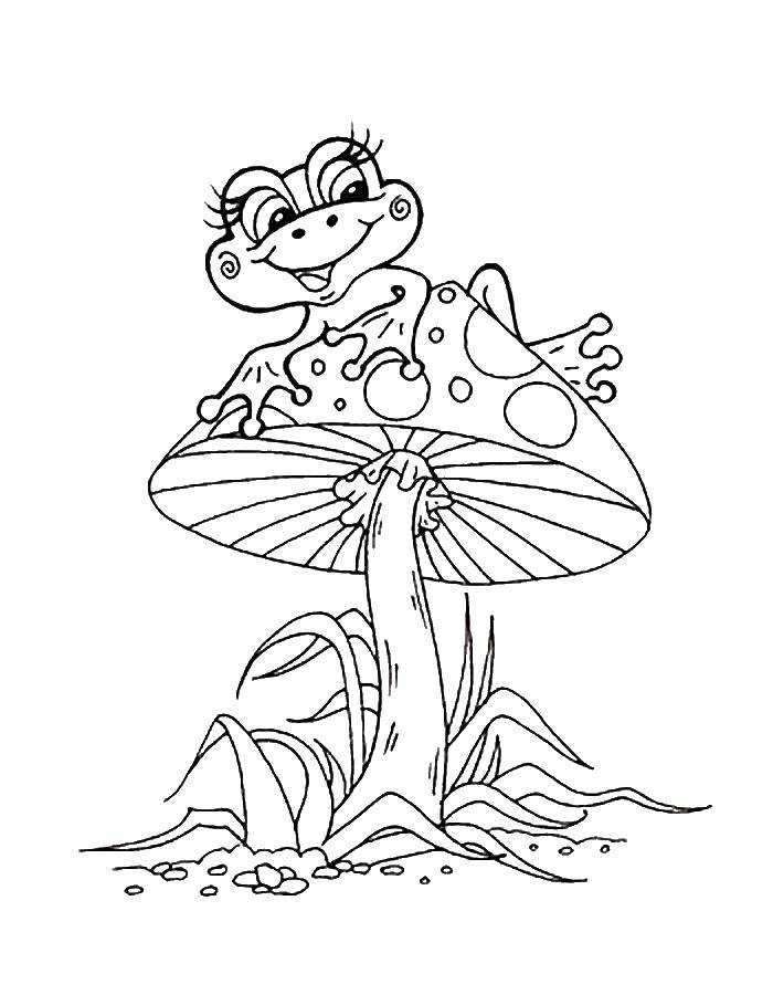 Coloring The frog on the mushroom. Category the frog. Tags:  Reptile, frog.