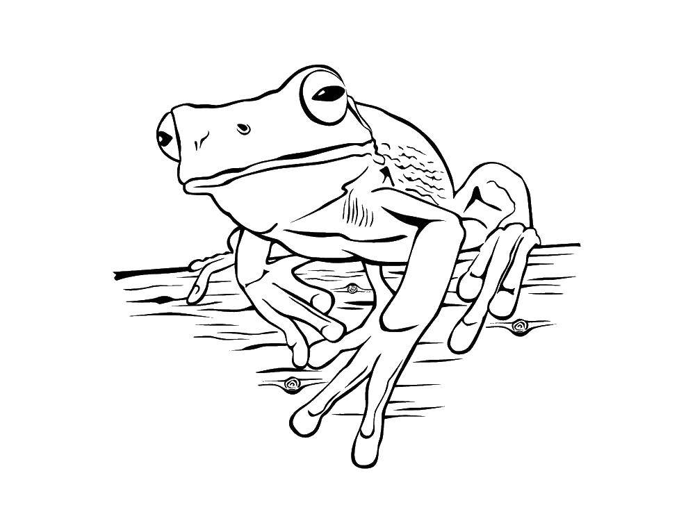 Coloring Frog. Category the frog. Tags:  Reptile, frog.