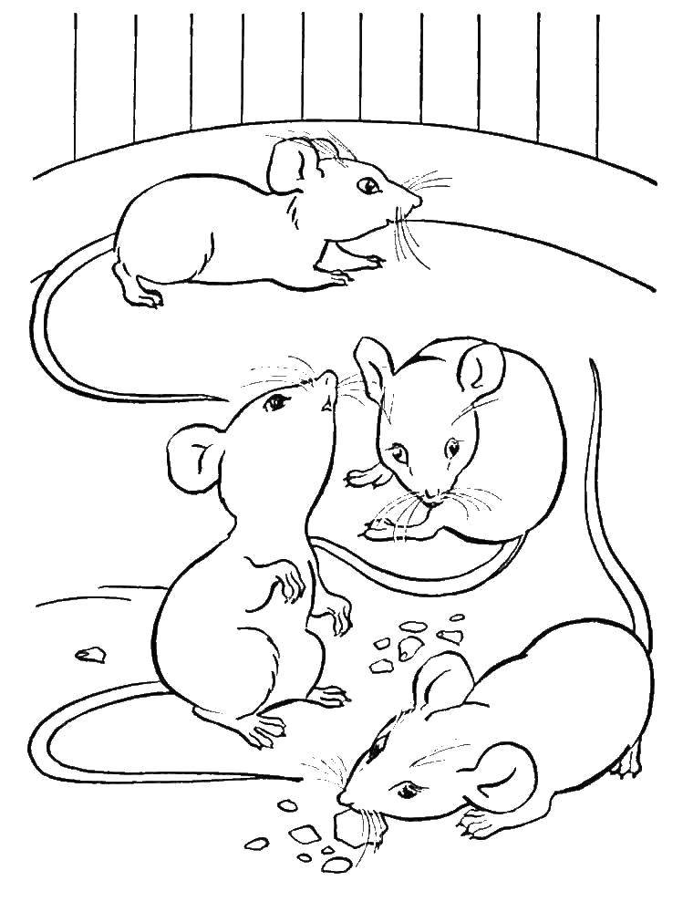 Название: Раскраска Мышки нашли сыр. Категория: мышка. Теги: Мышка, животные.