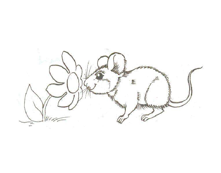 Название: Раскраска Мышонок нюхает цветочки. Категория: мышка. Теги: Мышка, животные.